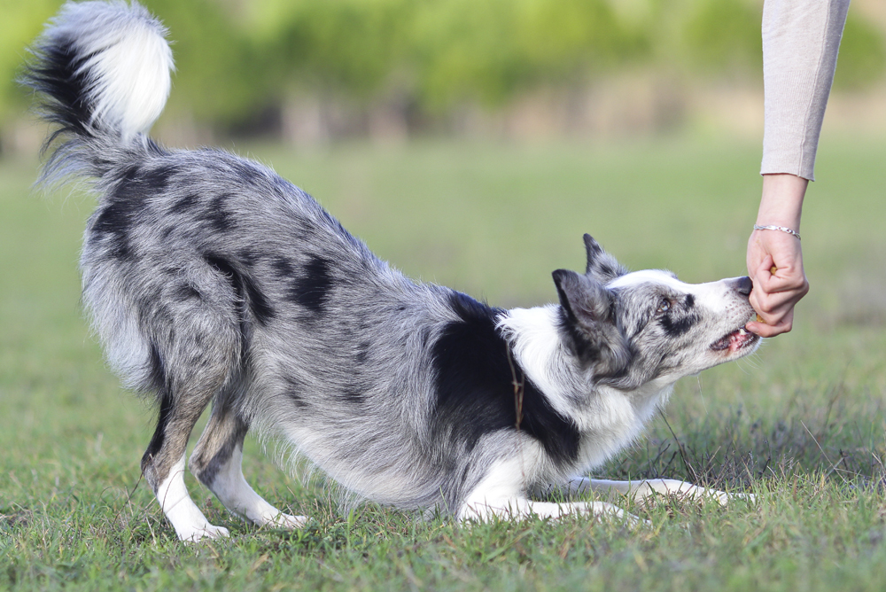 Just Dogs Follow-On Plus